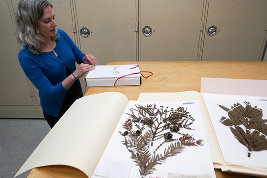 Archivist works with plant specimens
