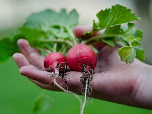 Radishes with leaves and soil in open hand