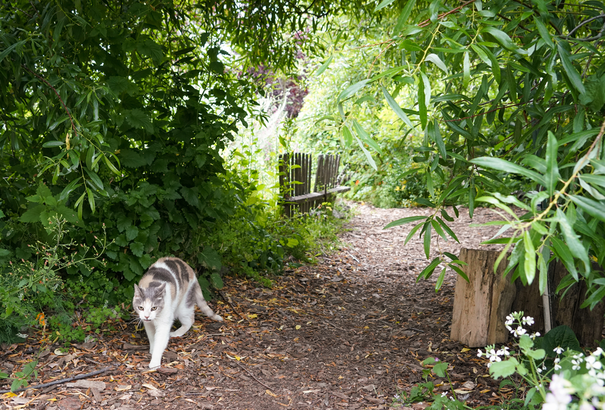 a cat walks across a green garden