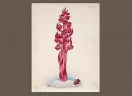 Jules Rupalley album ca 1850-1857 “California snow flower, 1857”. BANC PIC 1963.002:1305:094—ALB