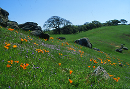 Poppies on the hills