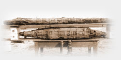crocodile mummies from Tebtunis