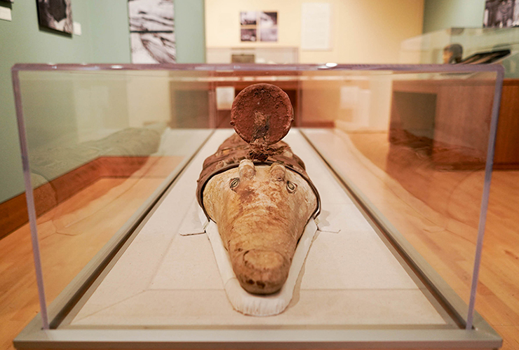 Crocodile mummy