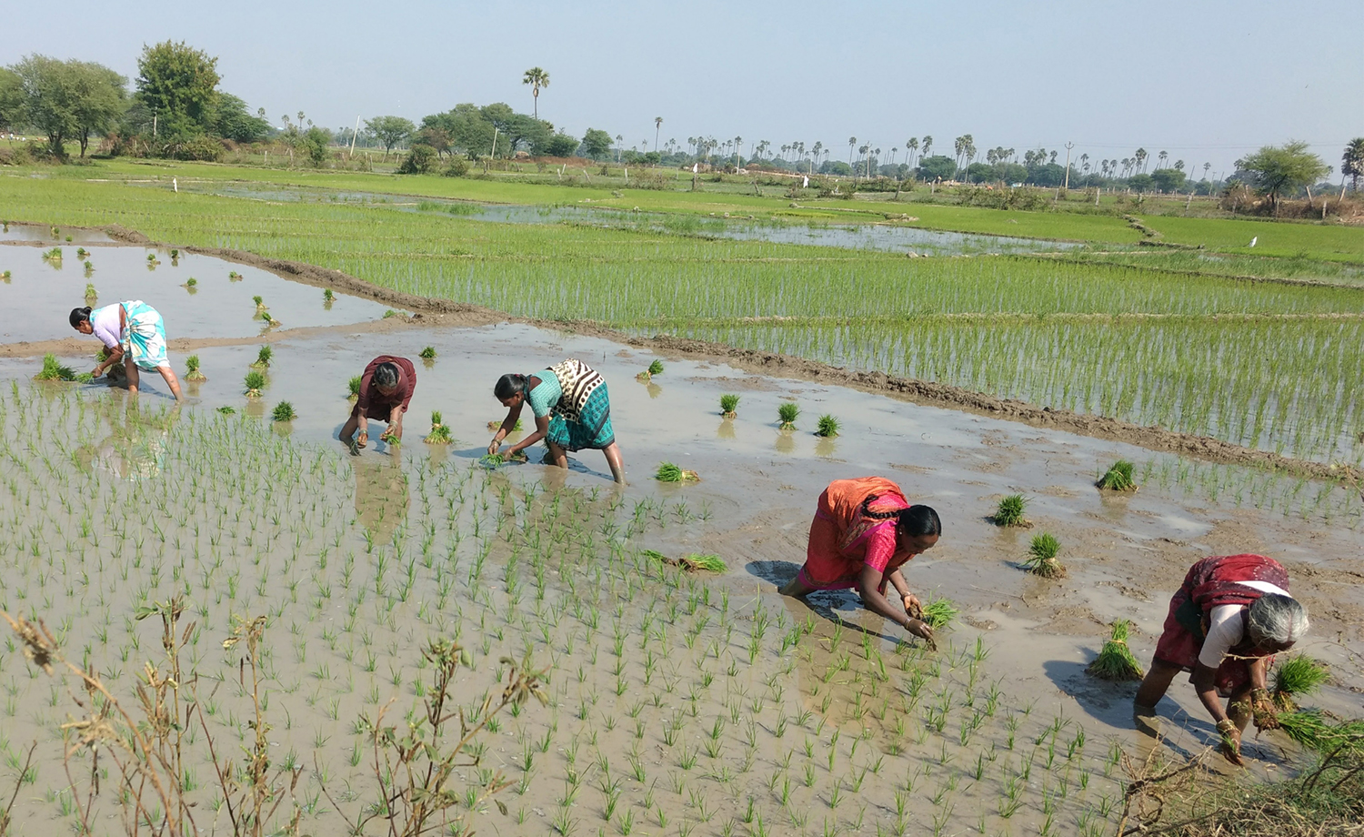 Women transplant tea in India