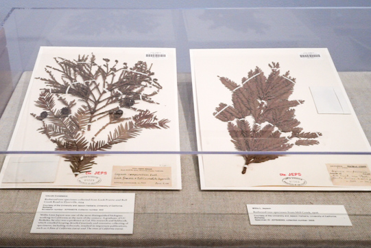 Redwood specimens