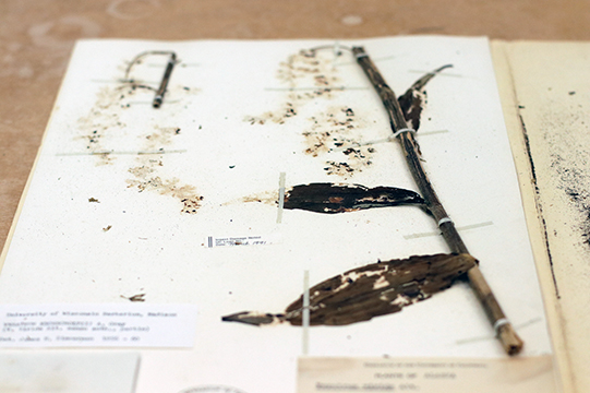 beetle damage to specimens