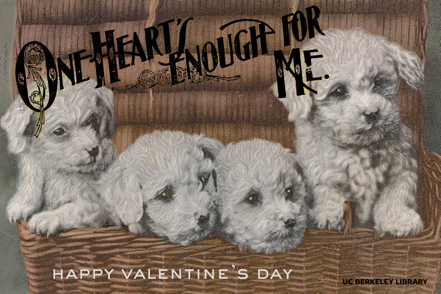 valentine with puppies