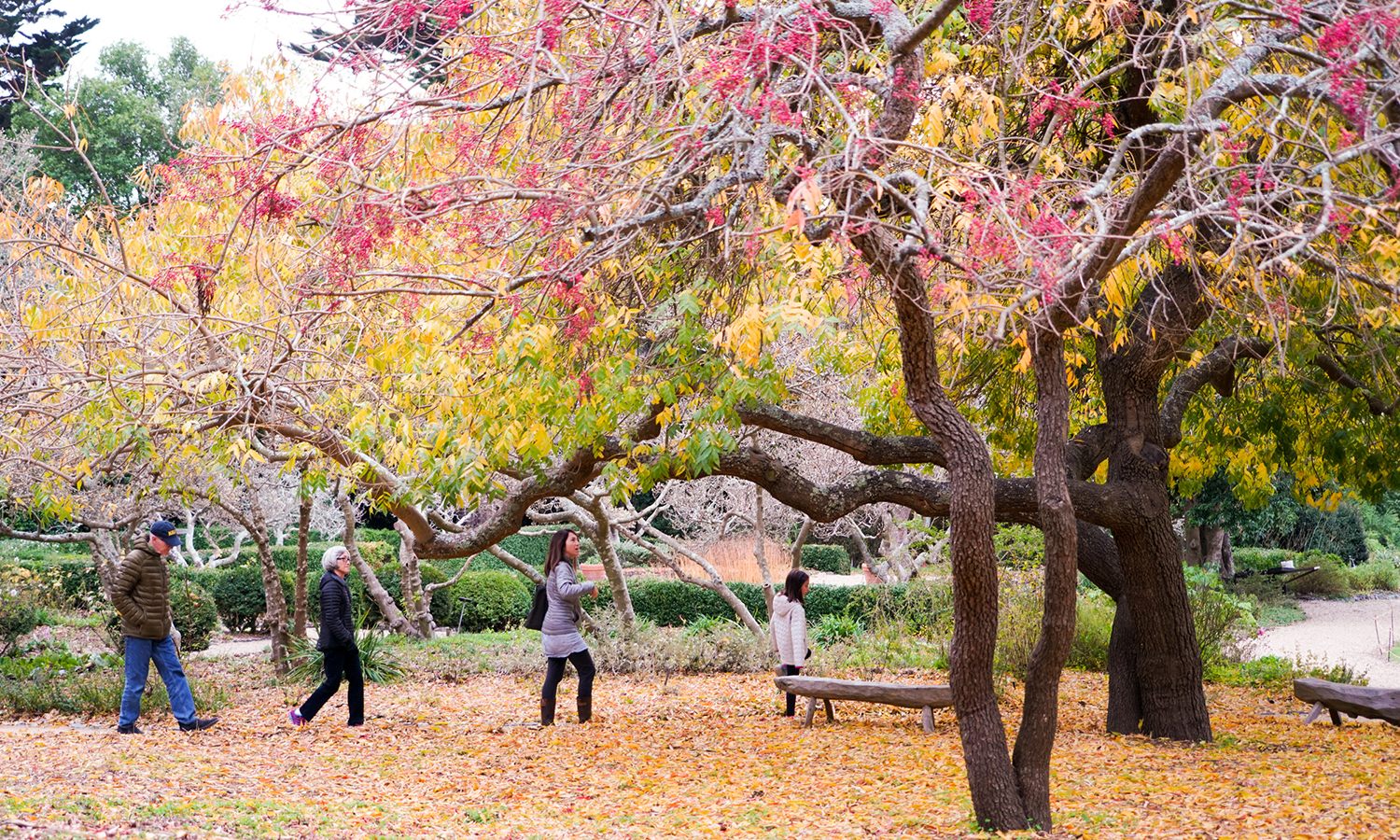 Trees on the grounds of the Blake Garden 